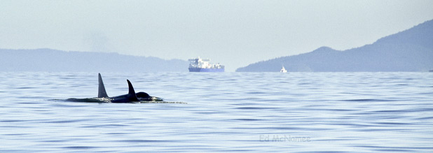 Whales in the ocean